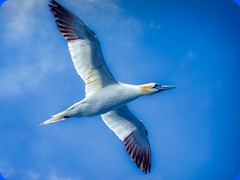 bird1