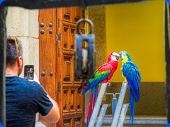bird10