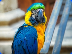 bird11