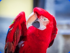 bird12