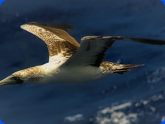 bird13