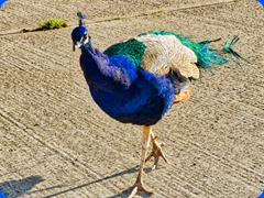 bird14