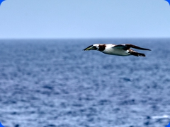 bird15