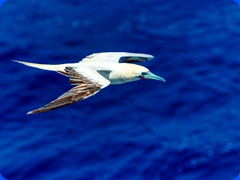 bird16