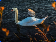bird2