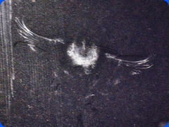 bird4