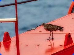 bird5