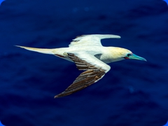 bird6