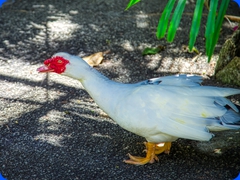 bird7