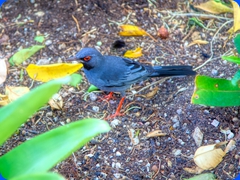 bird8