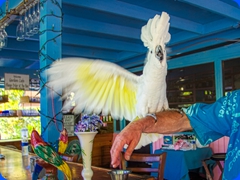 bird9