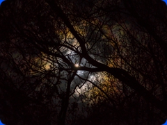 scenery13