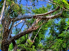 scenery22