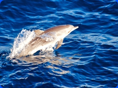 sealife1