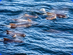 sealife3