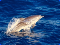 sealife7