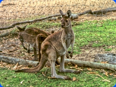 wildlife1