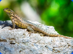wildlife2
