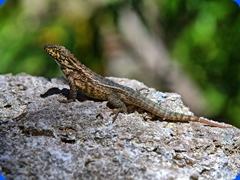 wildlife3