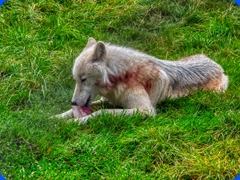 wolf2