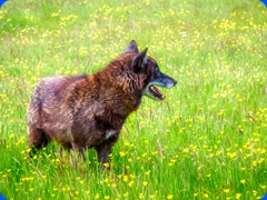 wolf4