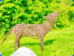 wolf5