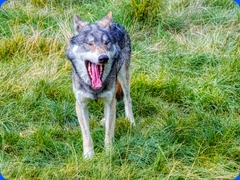 wolf6