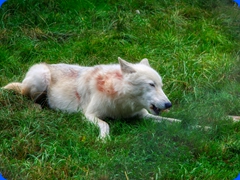 wolf7