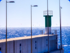 Canaries14