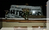 IMG_1251.jpg