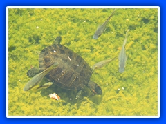 freeport35