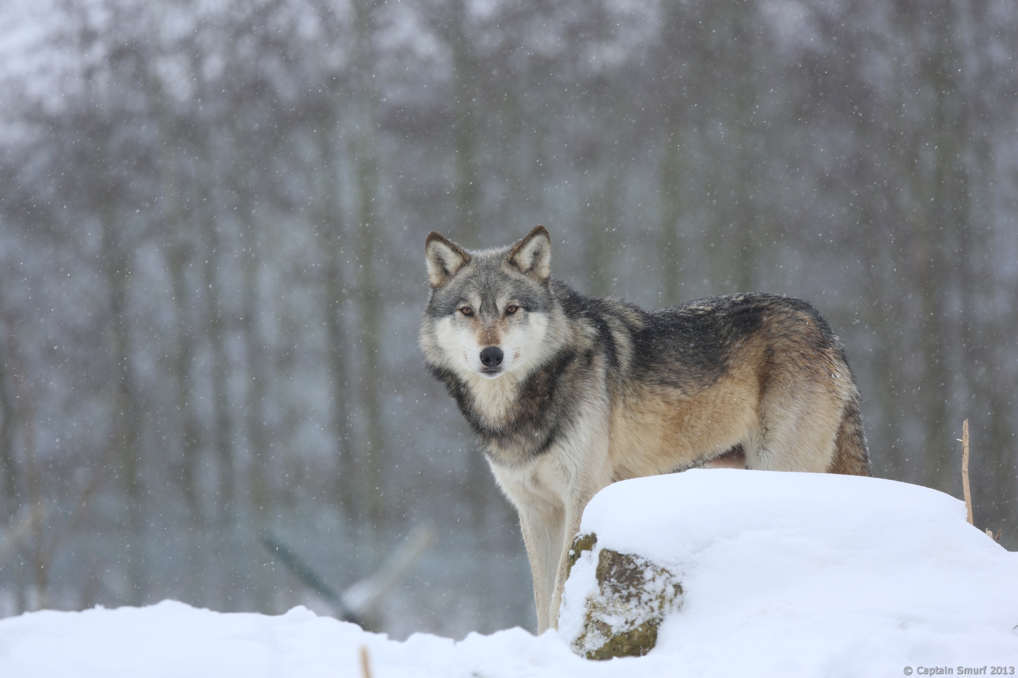 Wildlife - Mai the Wolf