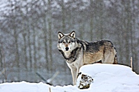 Mai the Wolf