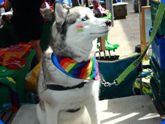 Pride2024529