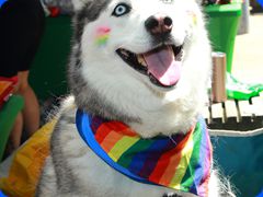 Pride2024530