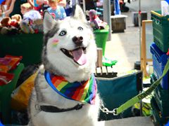 Pride2024532