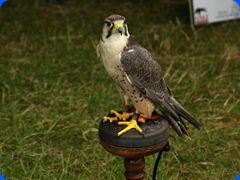 Withernwick0049