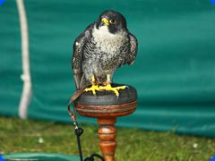 Withernwick0053