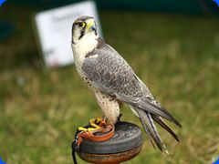 Withernwick0057