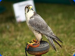 Withernwick0058