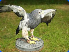 Withernwick0085