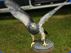 Withernwick0087